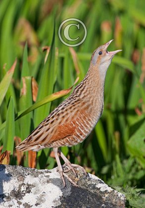 Calling Corncrake on Rock DM0852